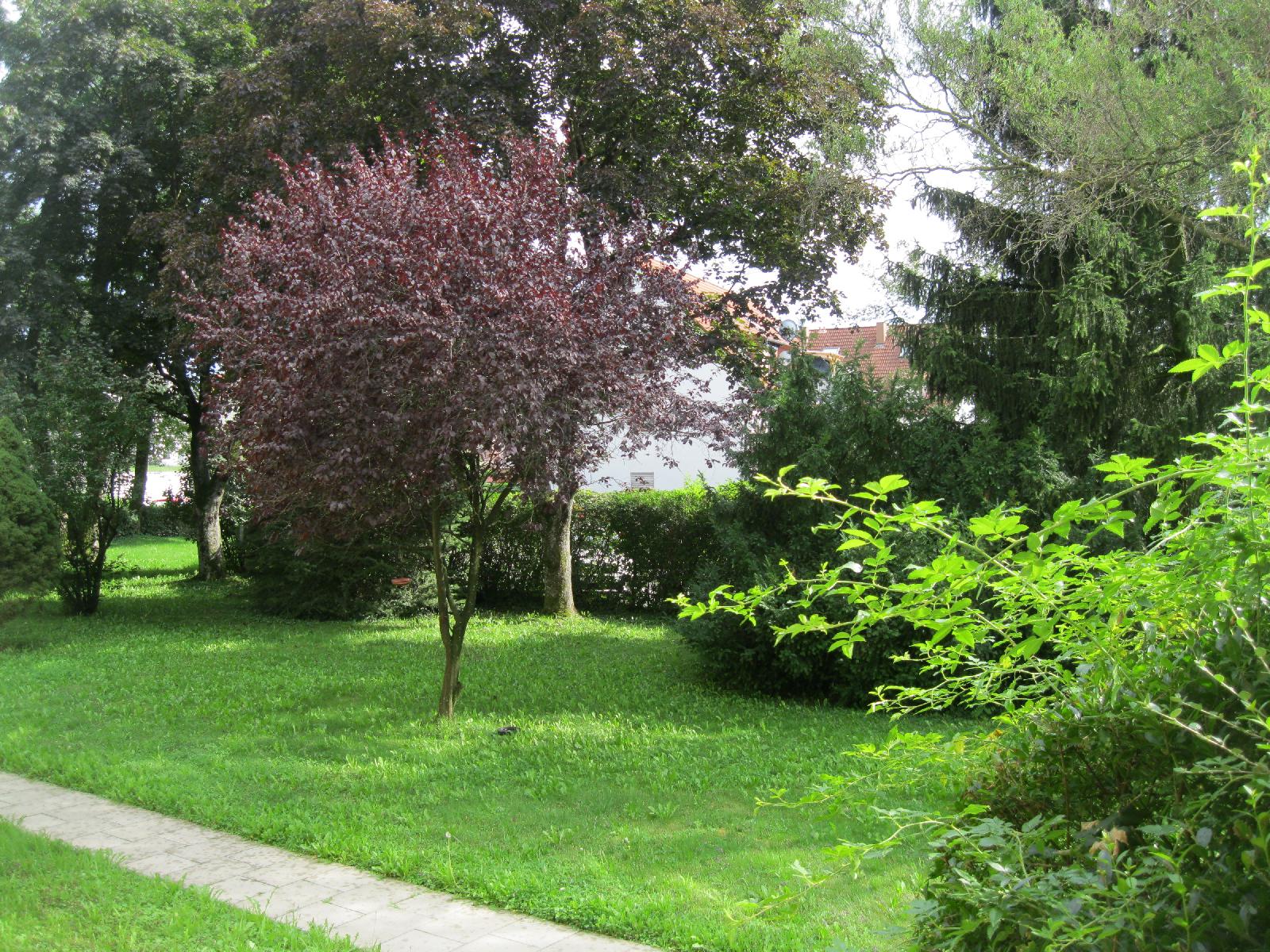 Foliage in Chris' courtyard