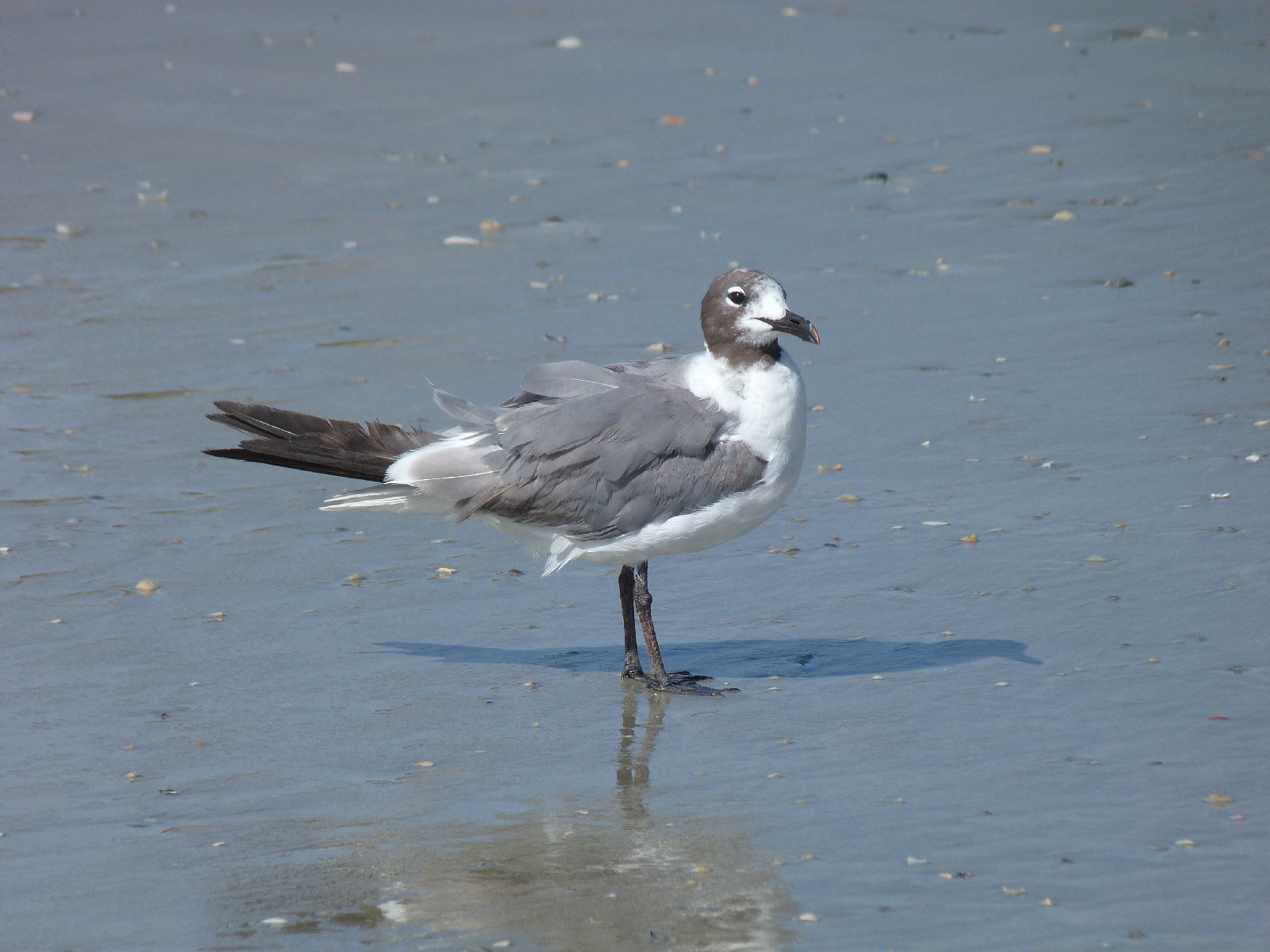 Beach Bum