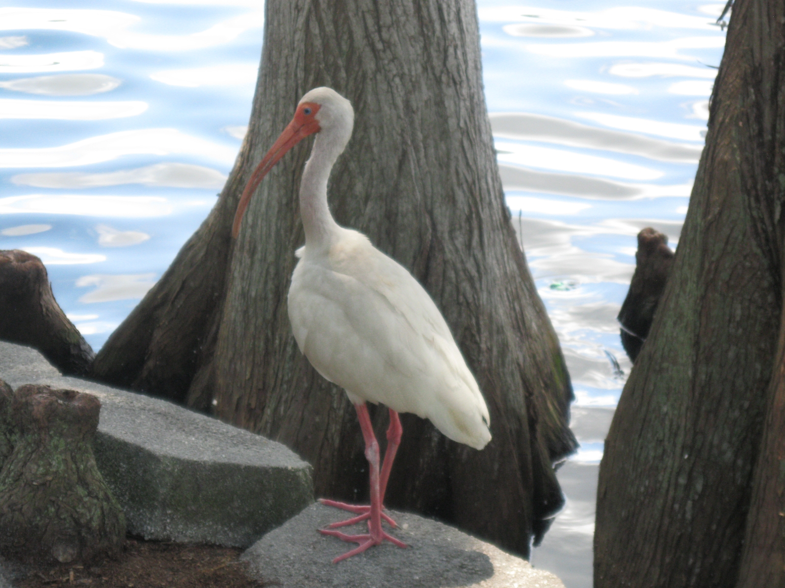 Lake Eola - Ibis