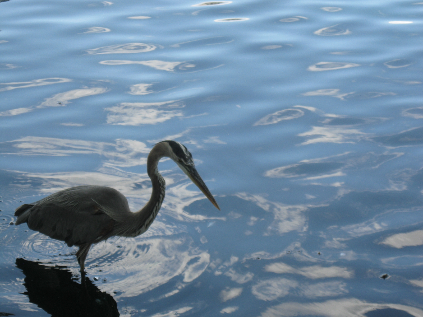 Lake Eola - Heron