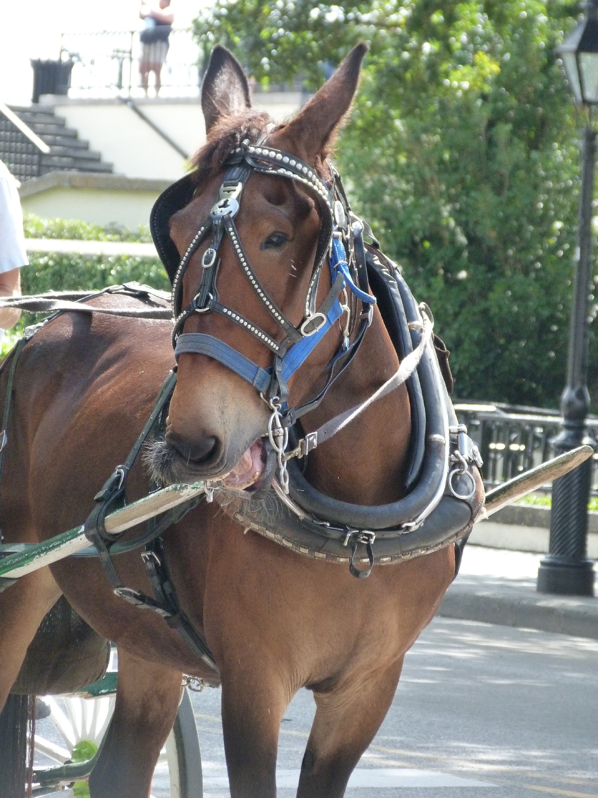 One of the friendly mules