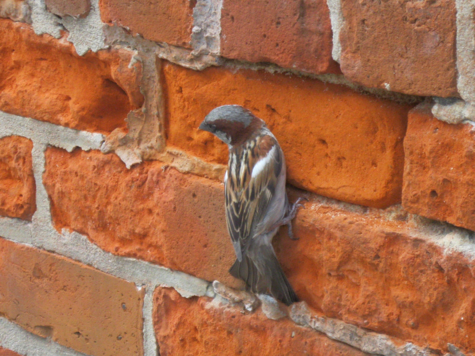 Sparrow chipping away at an old building