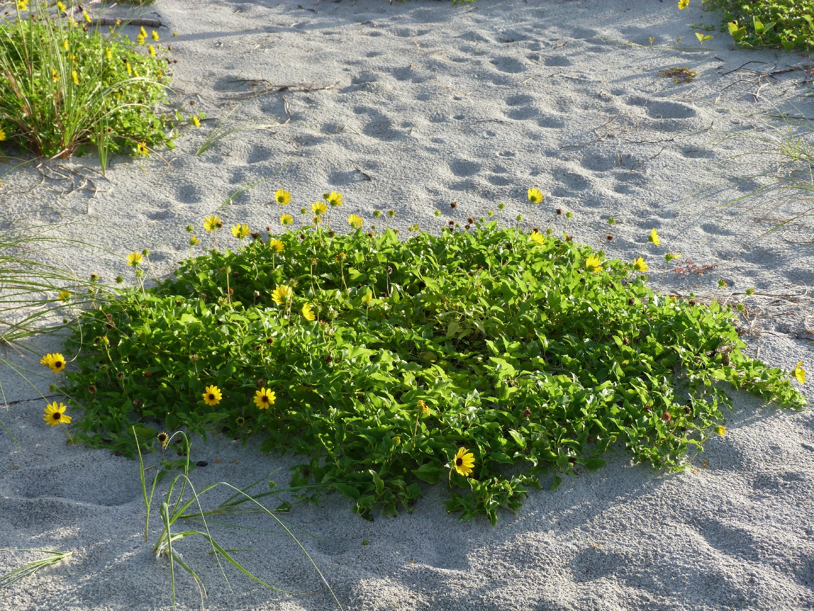 Dune flower gardens