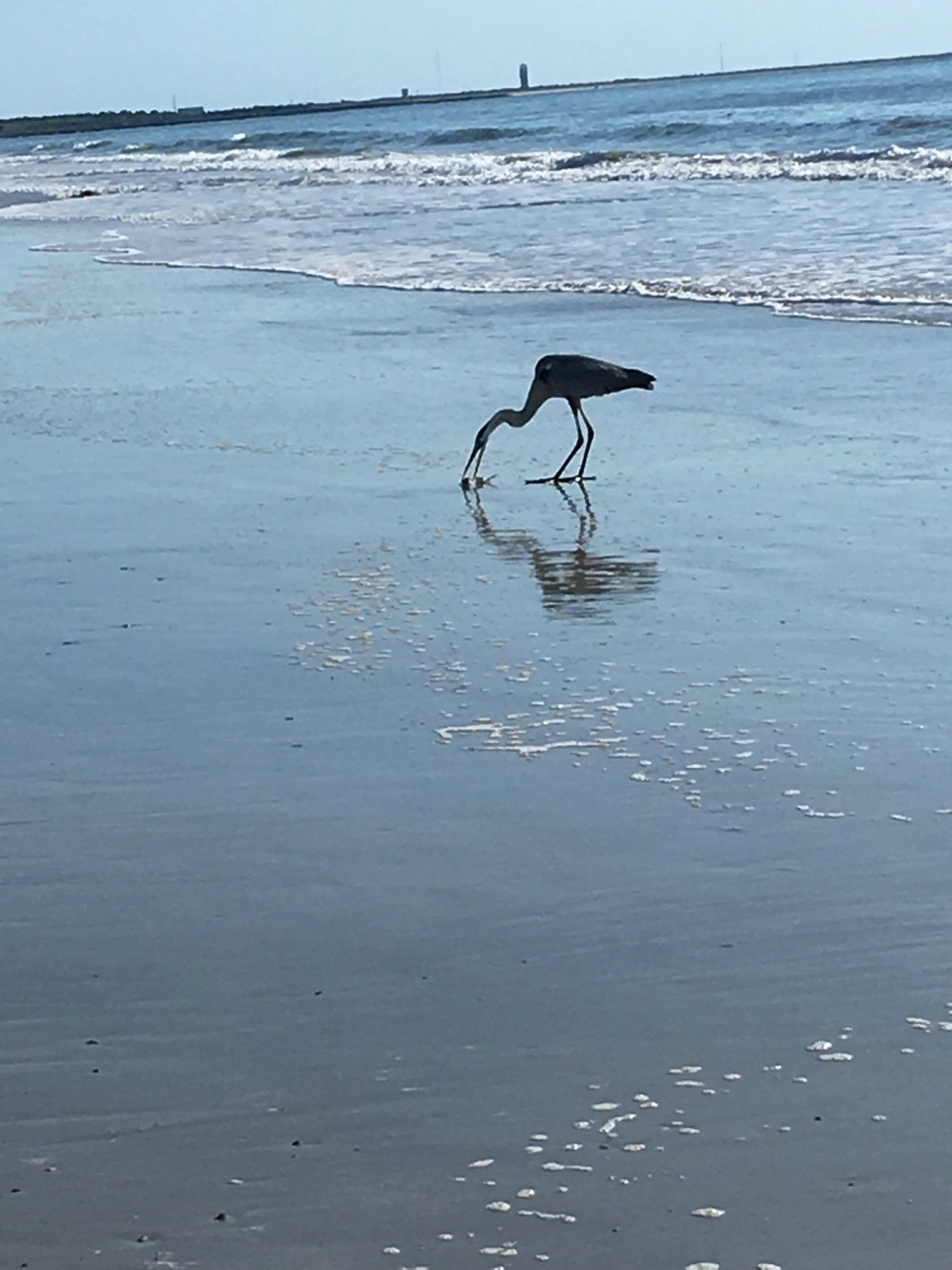 Fishing heron