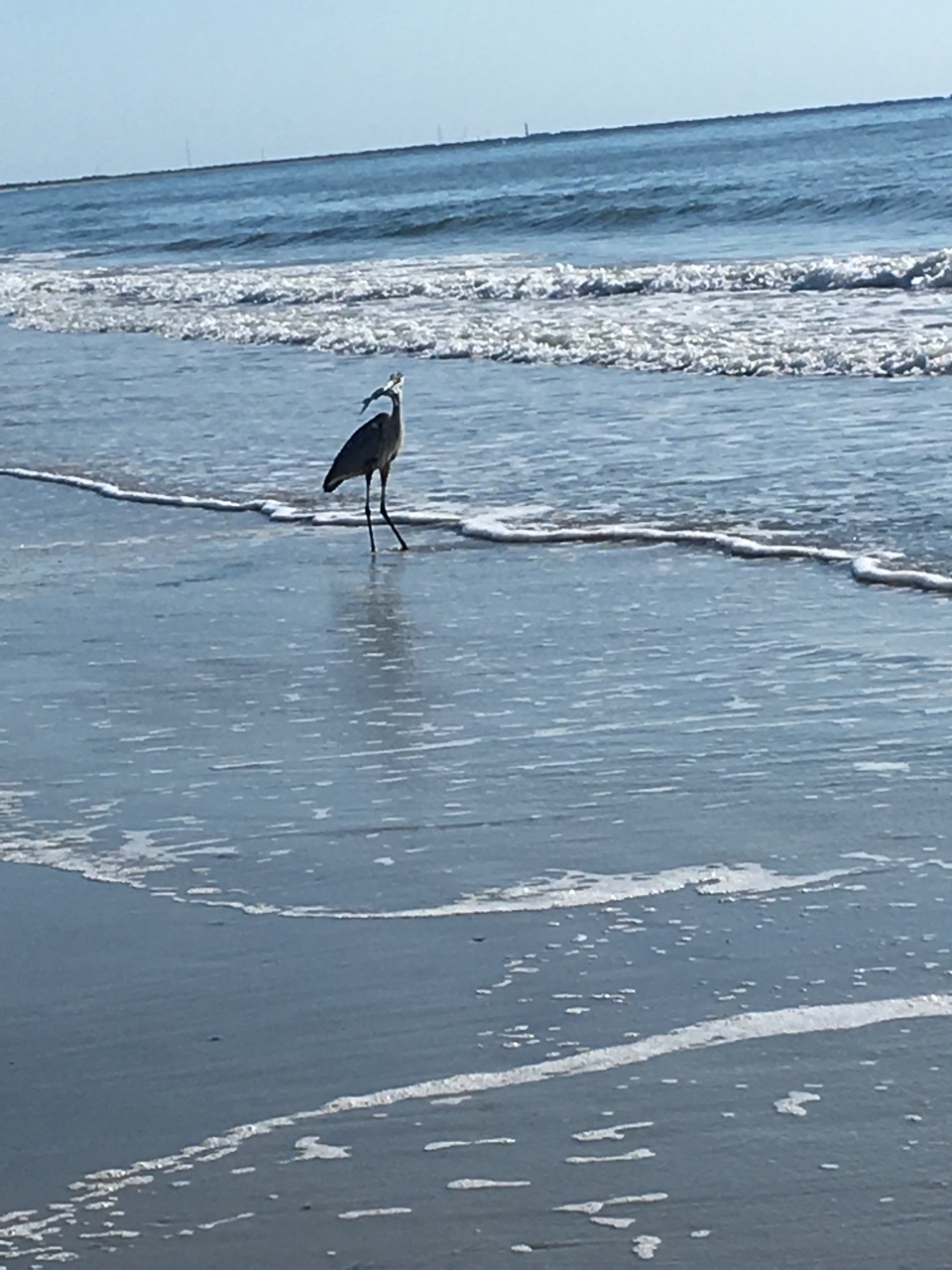 Fishing heron