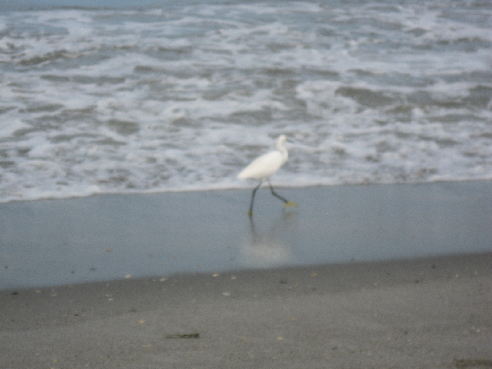 Fleeing shorebird