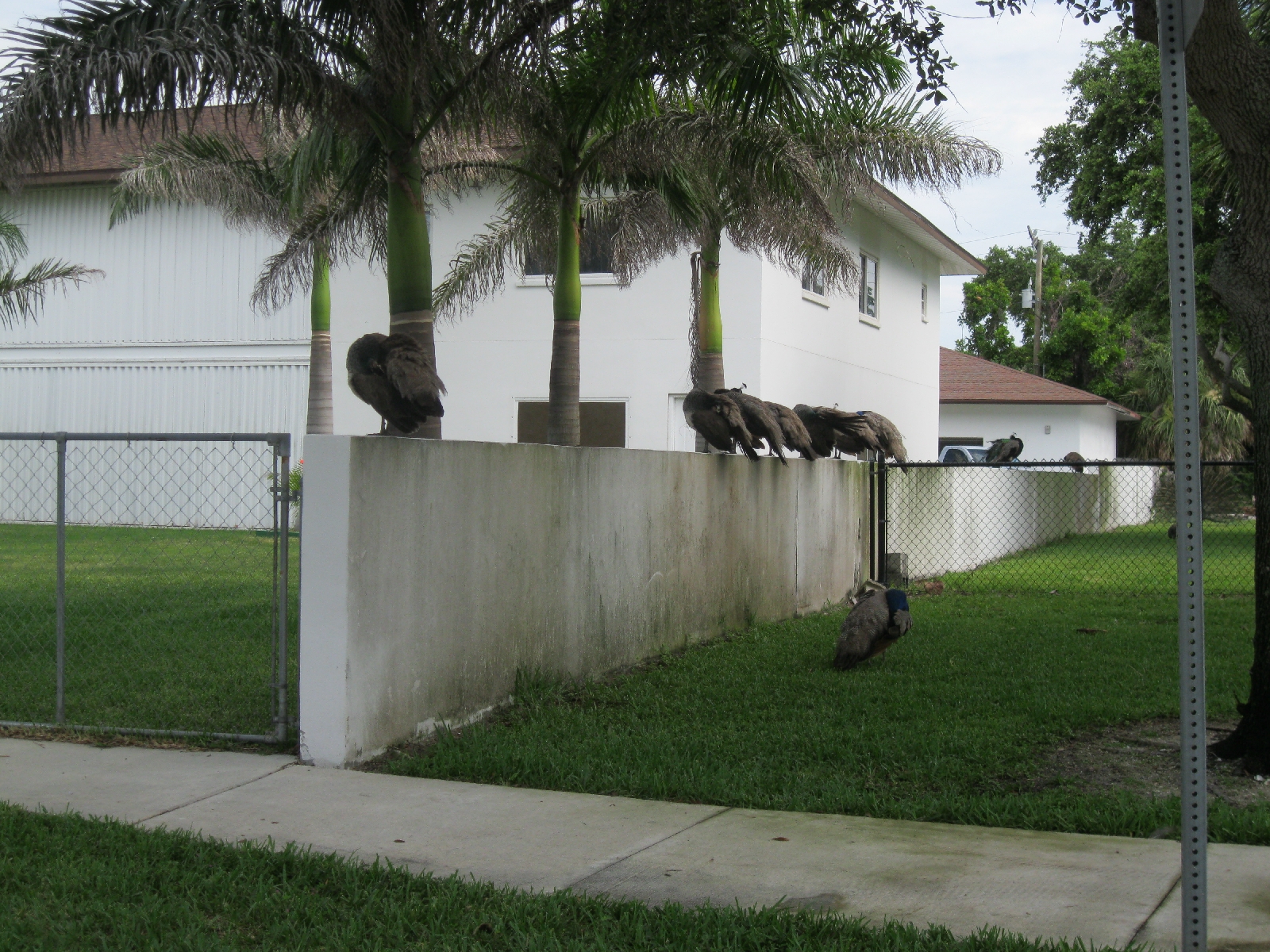 Roosting Peafowl