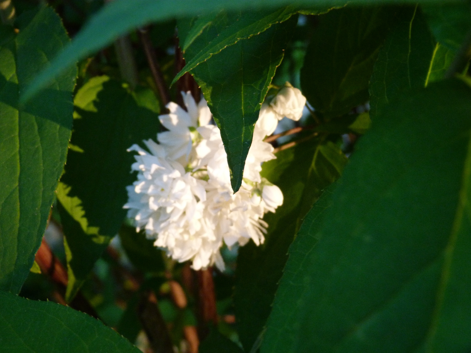 Spring Flowers