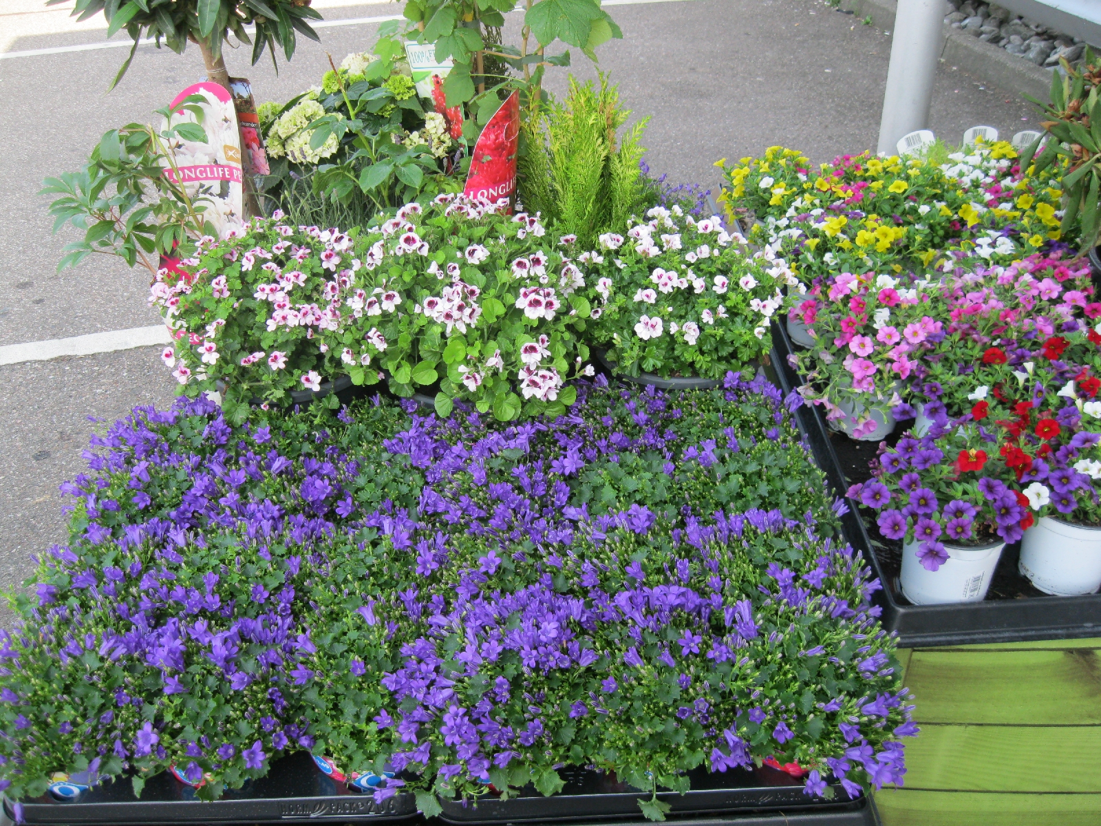 Flowers for Sale at the Grocery