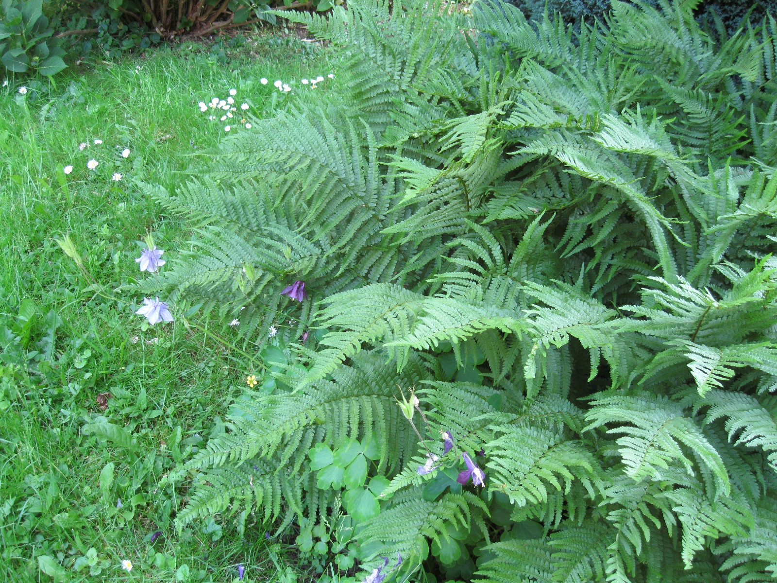 Ferns and wildflowers