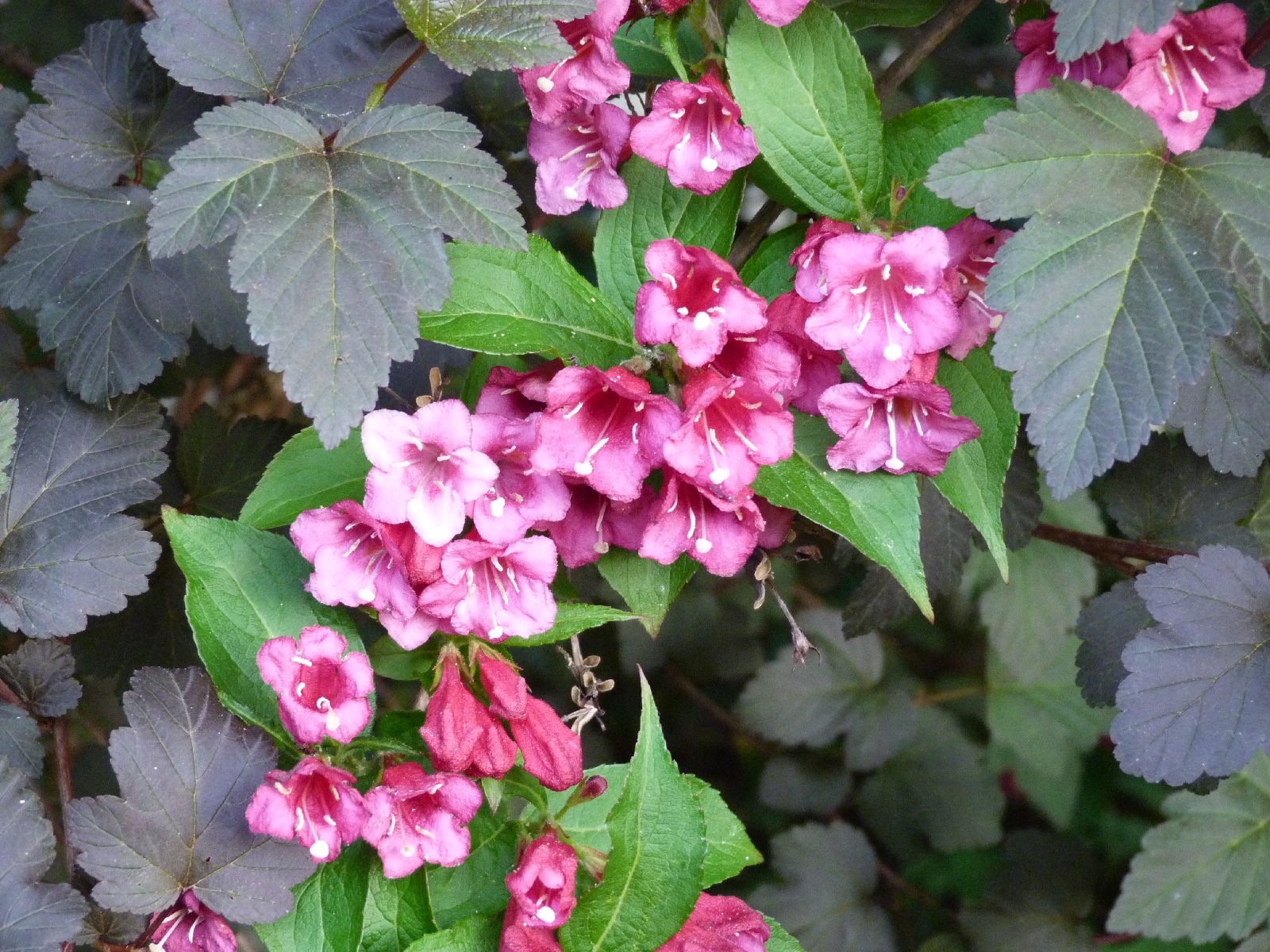 Spring Flowers