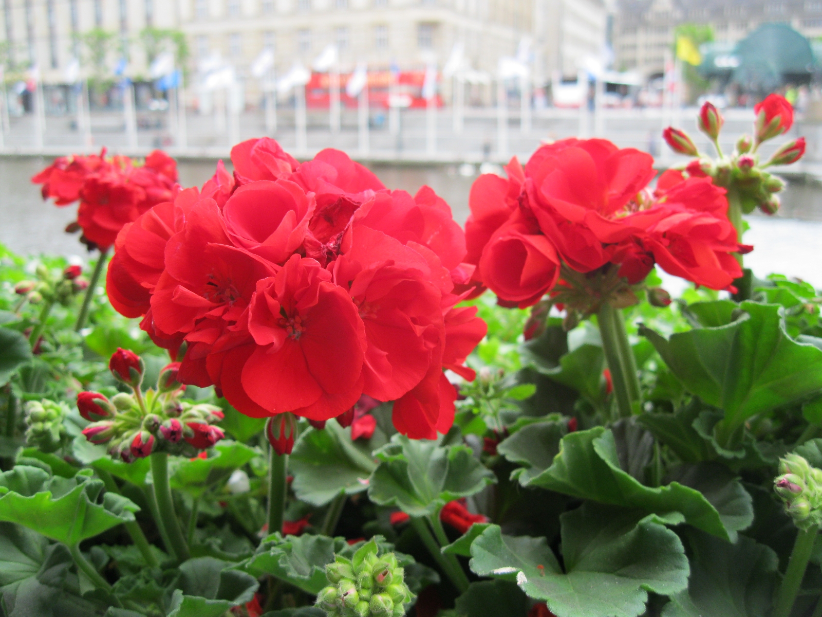 Flower box garden