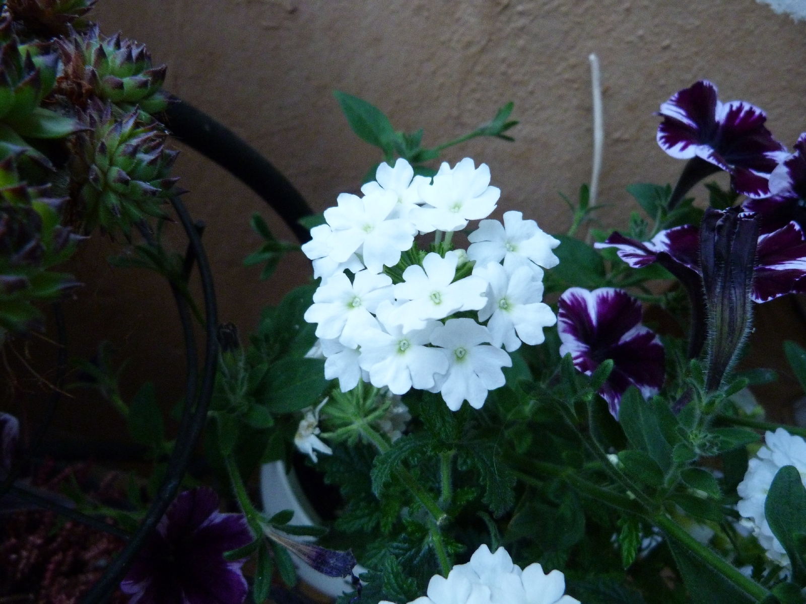 Porch Flowers