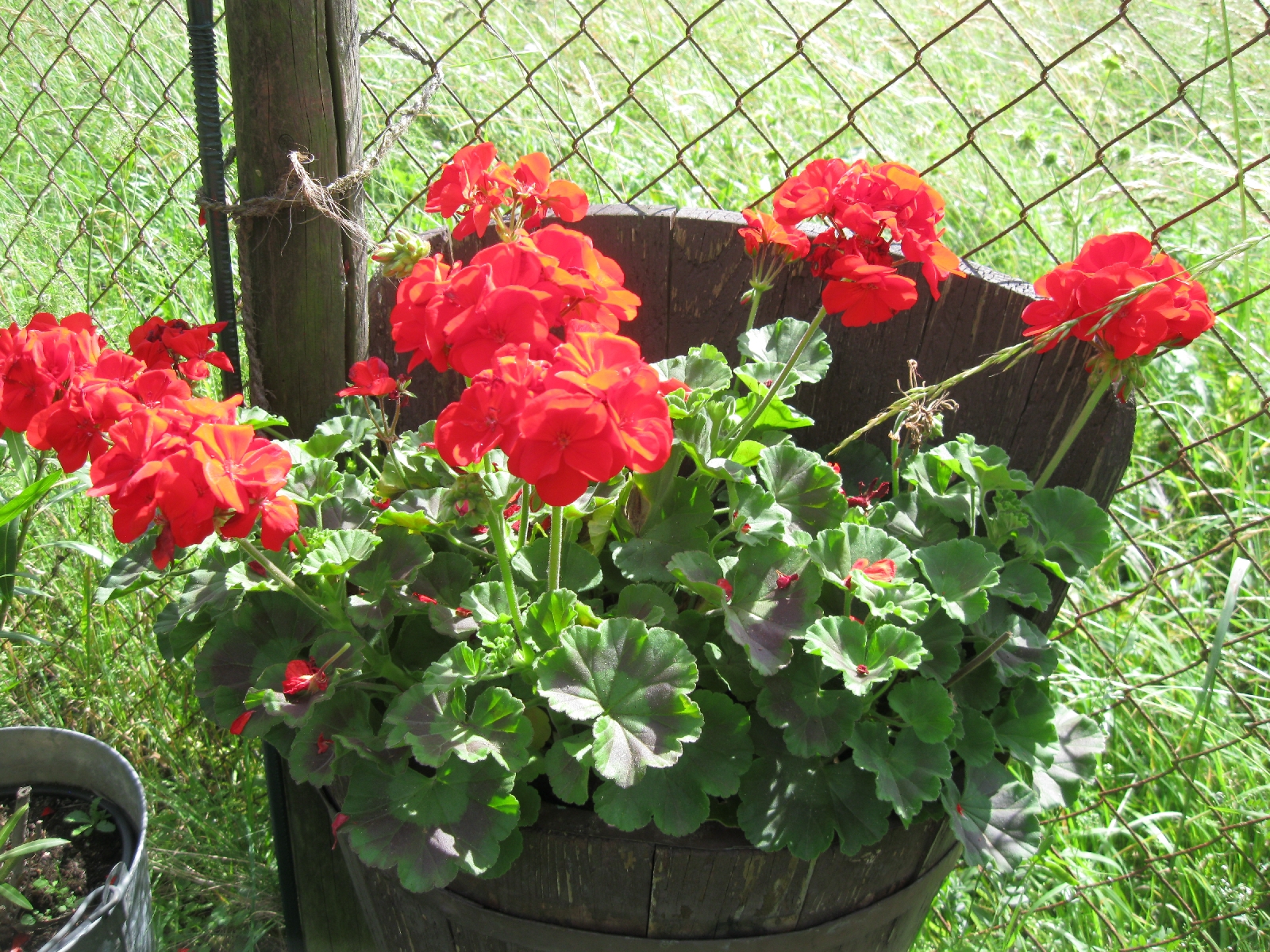 Geraniums by the Fence