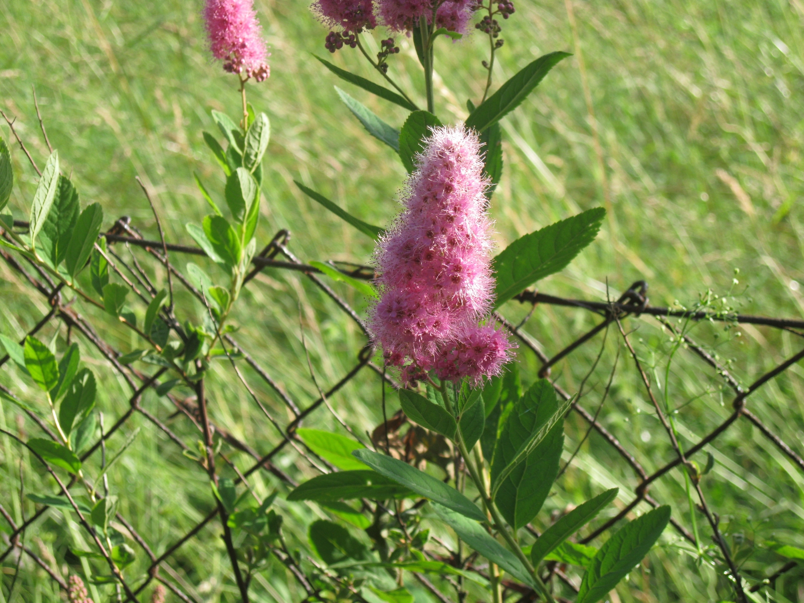 Thistle?