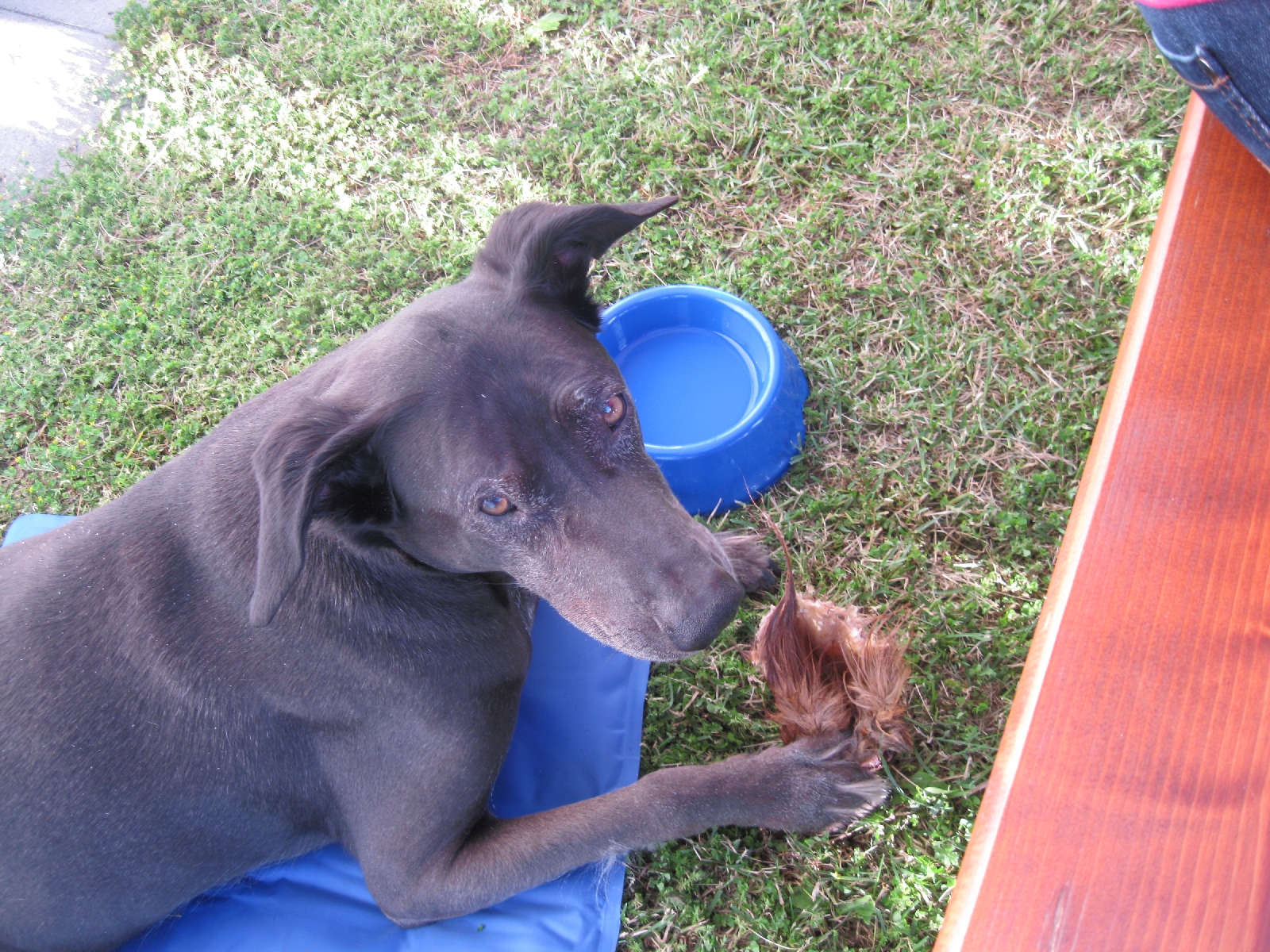 Gini, The Office Dog